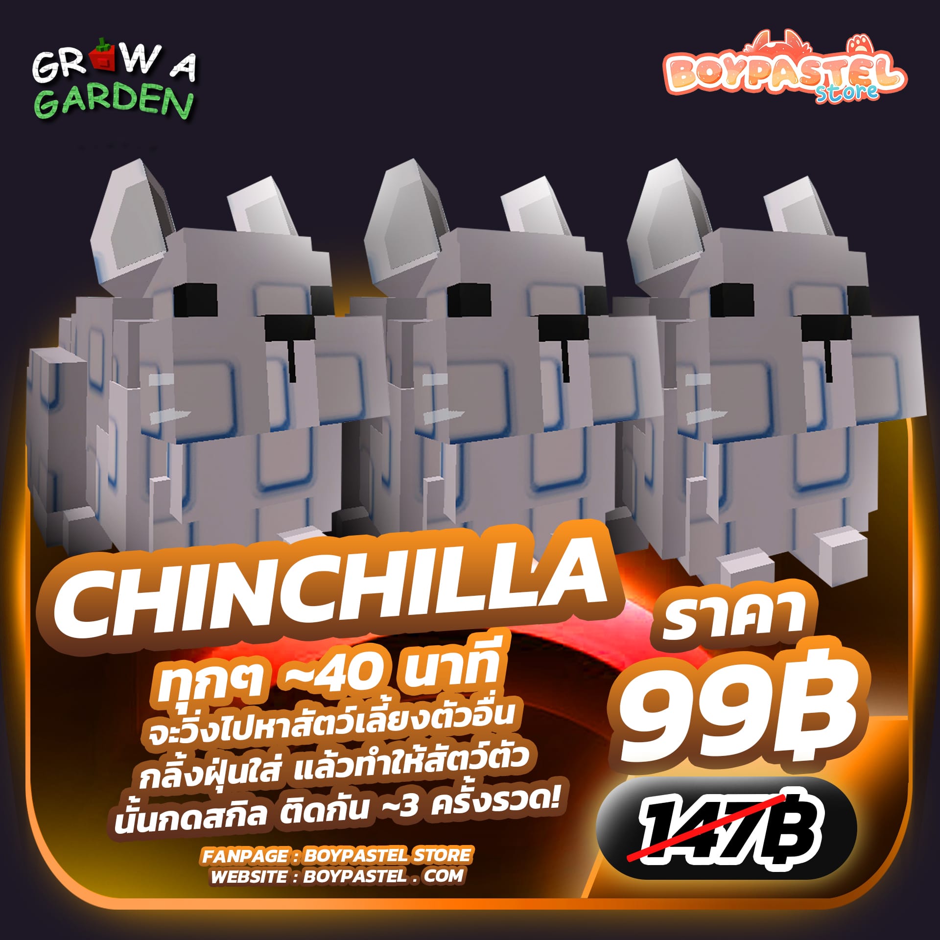 Chinchilla [Divine] x3