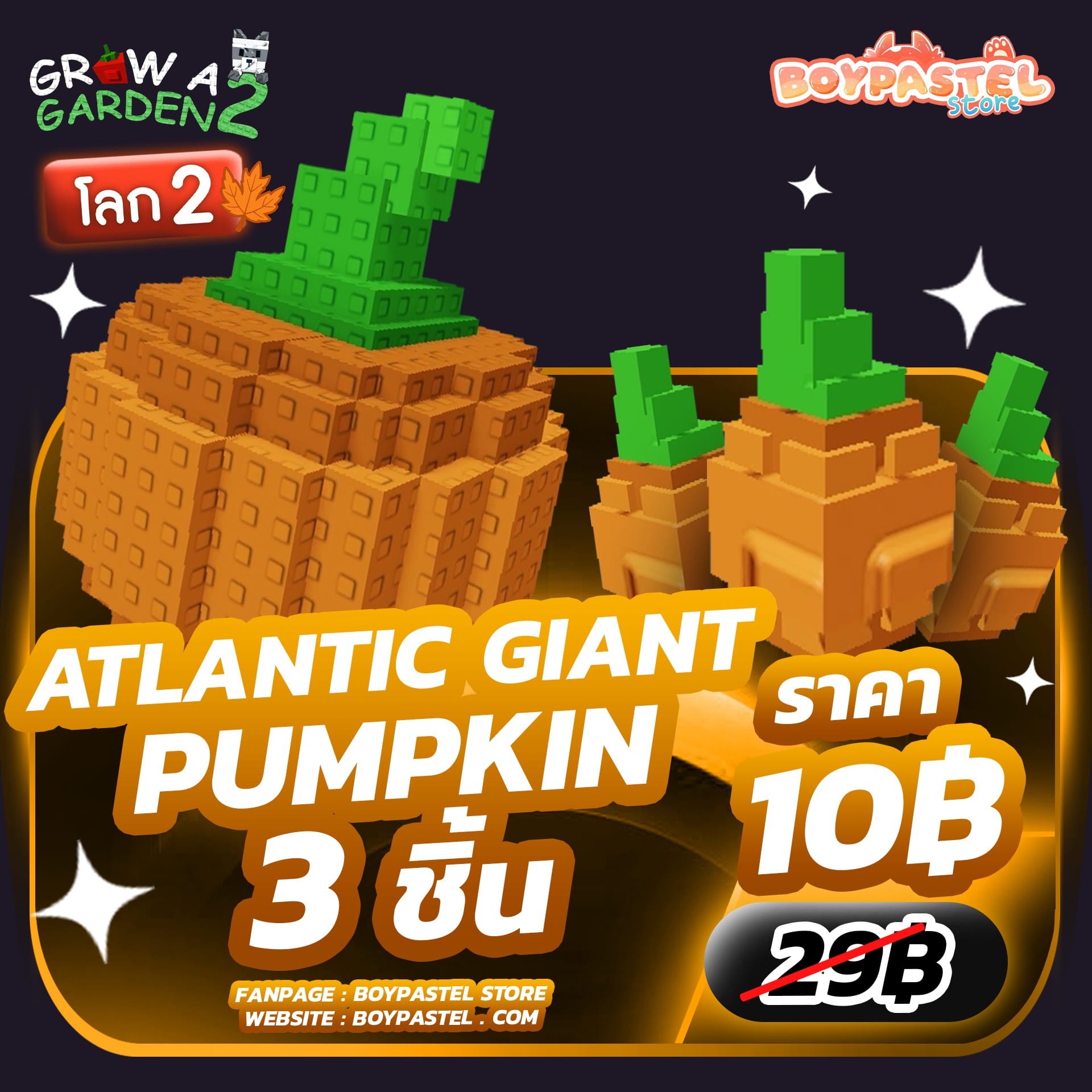 Atlantic Giant Pumpkin 3 ชิ้น