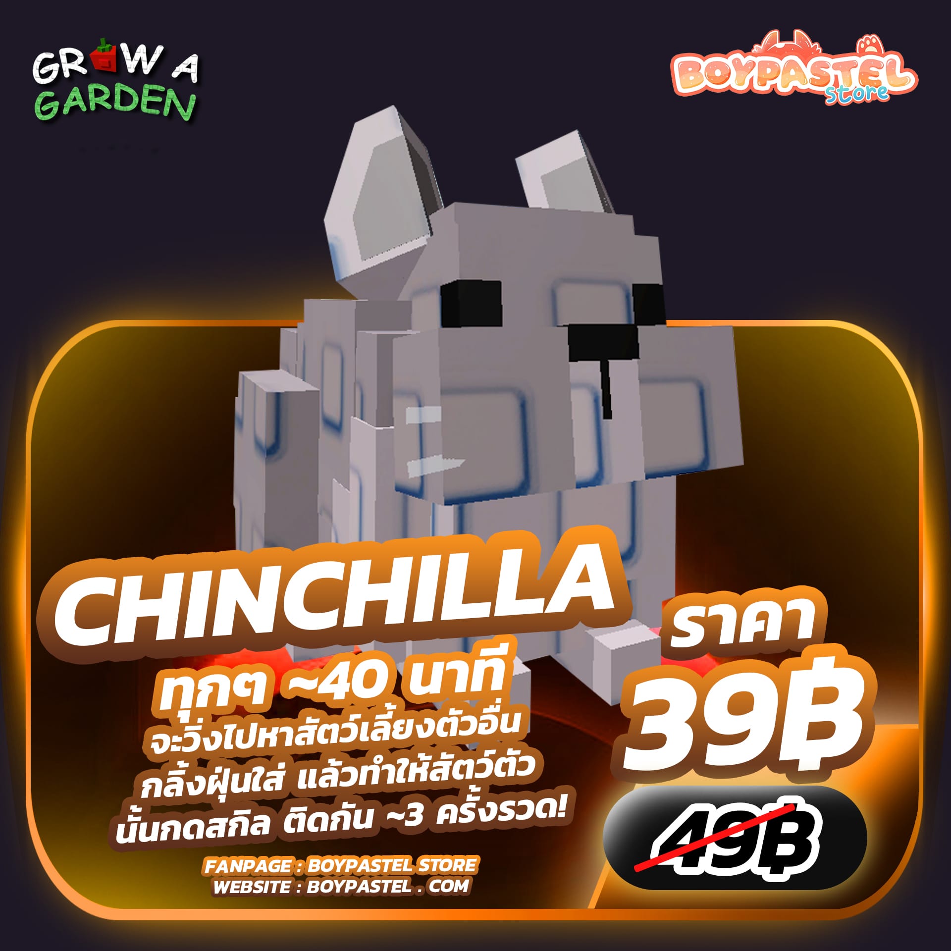 Chinchilla [Divine]