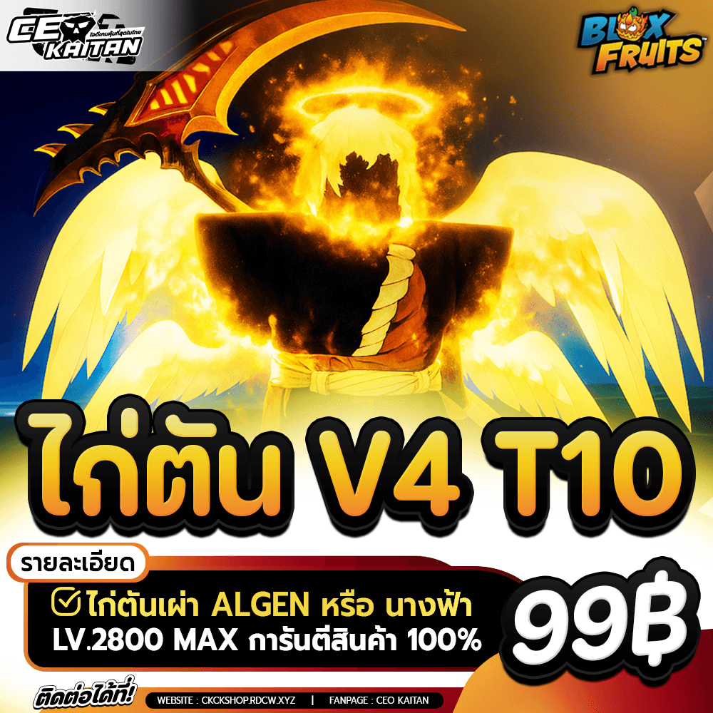 🔥 ไก่ตันเผ่า Angel V4 ขั้น10  [มีสิทธิ์ได้ผลถาวร]