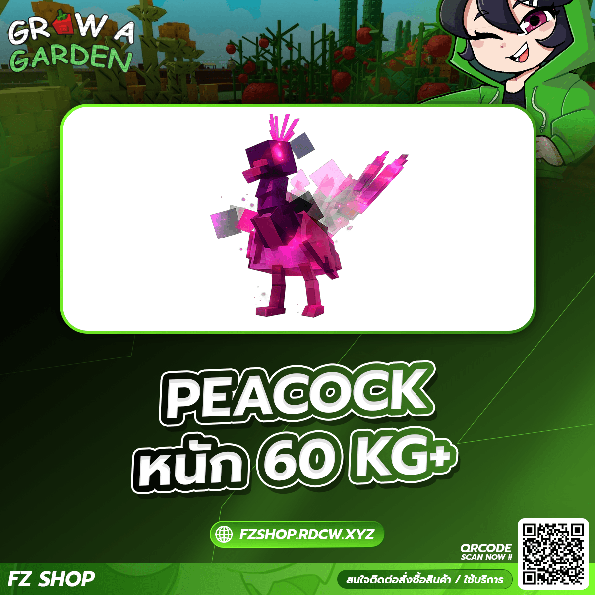 PEACOCK หนัก 60KG+