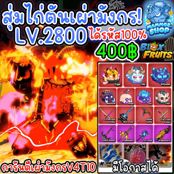 สุ่มไก่ตันเผ่ามังกรV4T10 Blox Fruits