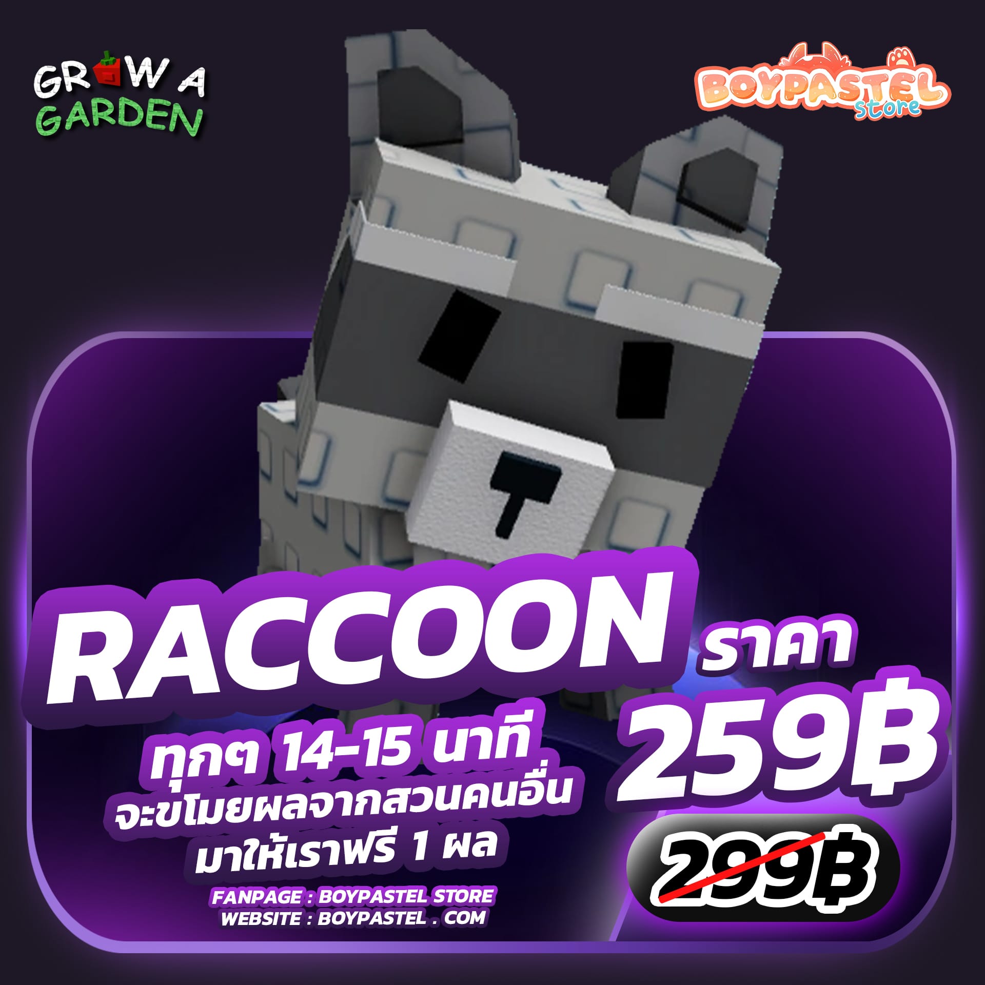RACCOON ( Divine )