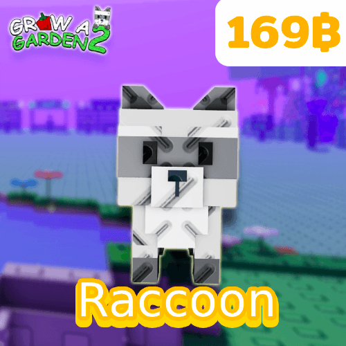 Raccoon (แรคคูน)