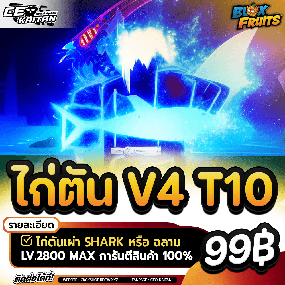 🔥 ไก่ตัน เผ่าฉลาม V4 ขั้น10 จำนวนจำกัด [ไม่มีเกลือ]