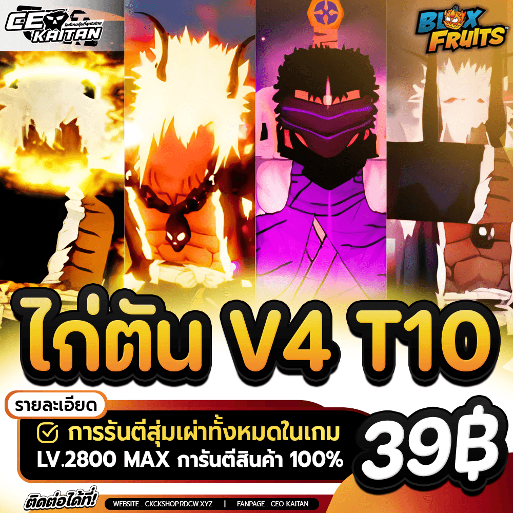 🥵 ไก่ตัน เผ่า V4 ขั้น10 จำนวนจำกัด [ไม่มีเกลือ]